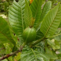 Gardenia fosbergii Tirveng.